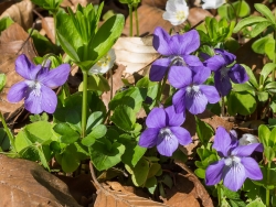Waldveilchen (Viola reichenbachiana)