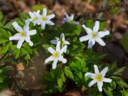 Buschwindröschen (Anemone nemerosa)