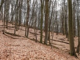 Frühling am Nammer Berg