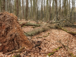 umgeworfene Eiche und Buche