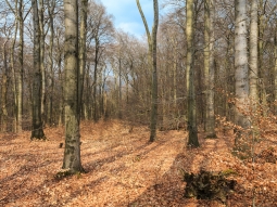 im Mittelgrund Windwurffläche mit Buchenverjüngung