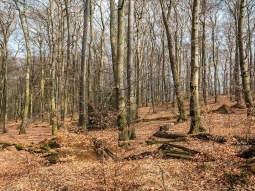Totholzrreichtum und immergrüne Stechpalme im Mittelgrund