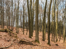 gemischte Alterklassen im Naturwald