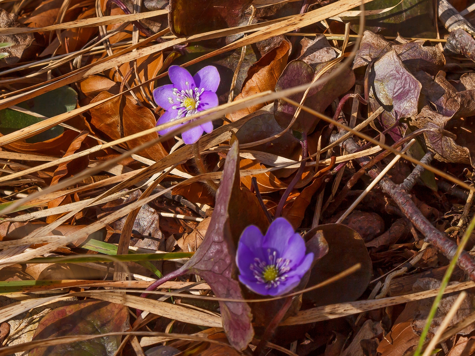 Hepatica nobilis