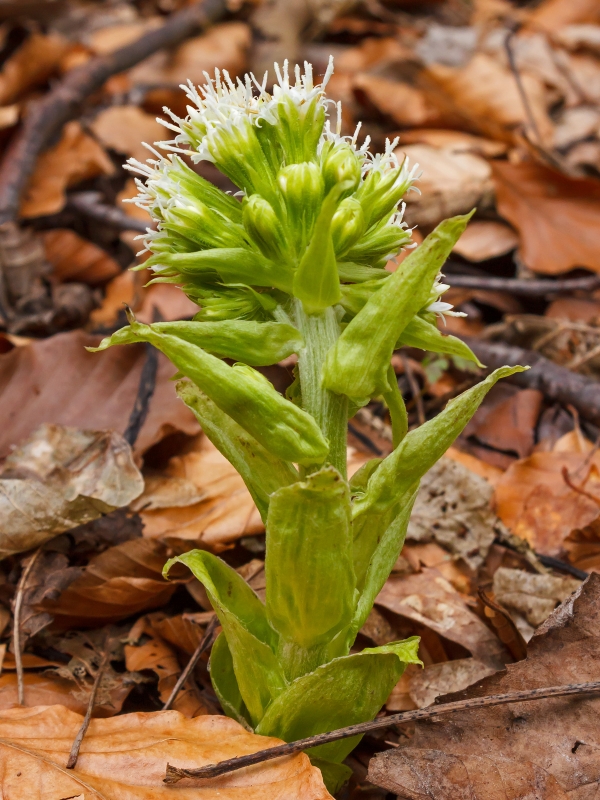 petasites-albus