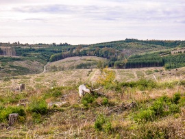 Sauerland-2
