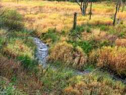 Naturverjüngung ausschließlich aus Fichten