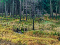 freigestellte Moorbirke inmitten neuer Jungfichten