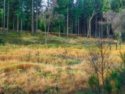 halbrechts eine abgestorbene Moorbirke