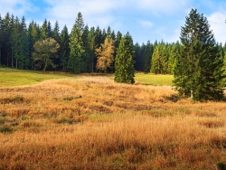"Fichtenforste wurden in artenreiches Feuchtland umgewandelt." Zitat Projektbericht