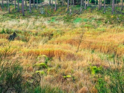 auch nach Jahren keine Naturverjüngung auf dem Kahlschlag