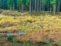 Laubbaumverjüngung ist nur künstlich möglich: Buchenvoranbau im Hintergrund