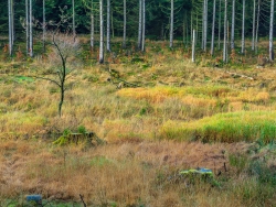 Bachtal voller Stubben, aber keine jungen Bäume