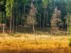 freigestellte alte Moorbirken