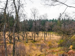 kümmerliche Moorbirken, z. T. abgestorben