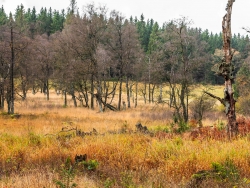 alte Moorbirken ohne Nachwuchs