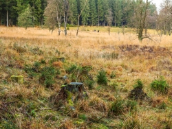 nur die Fichte entkommt dem äsenden Rehwild