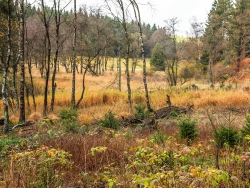 Fichtenverjüngung inmitten von Moorbirken