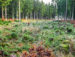 Kahlschlag mit einer Moorbirke und Jungfichten, links und rechts Buchenvoranbau