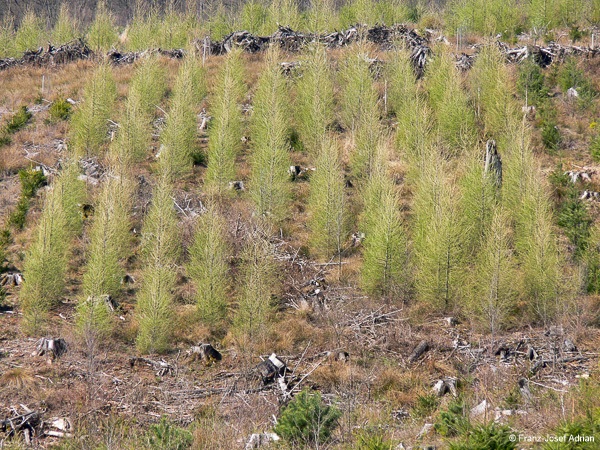 Pflanzung-1