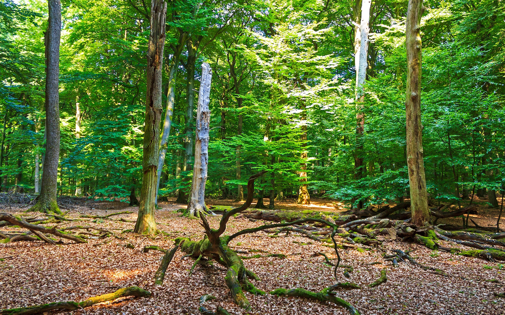 abgestorbene Eichen und Buchen