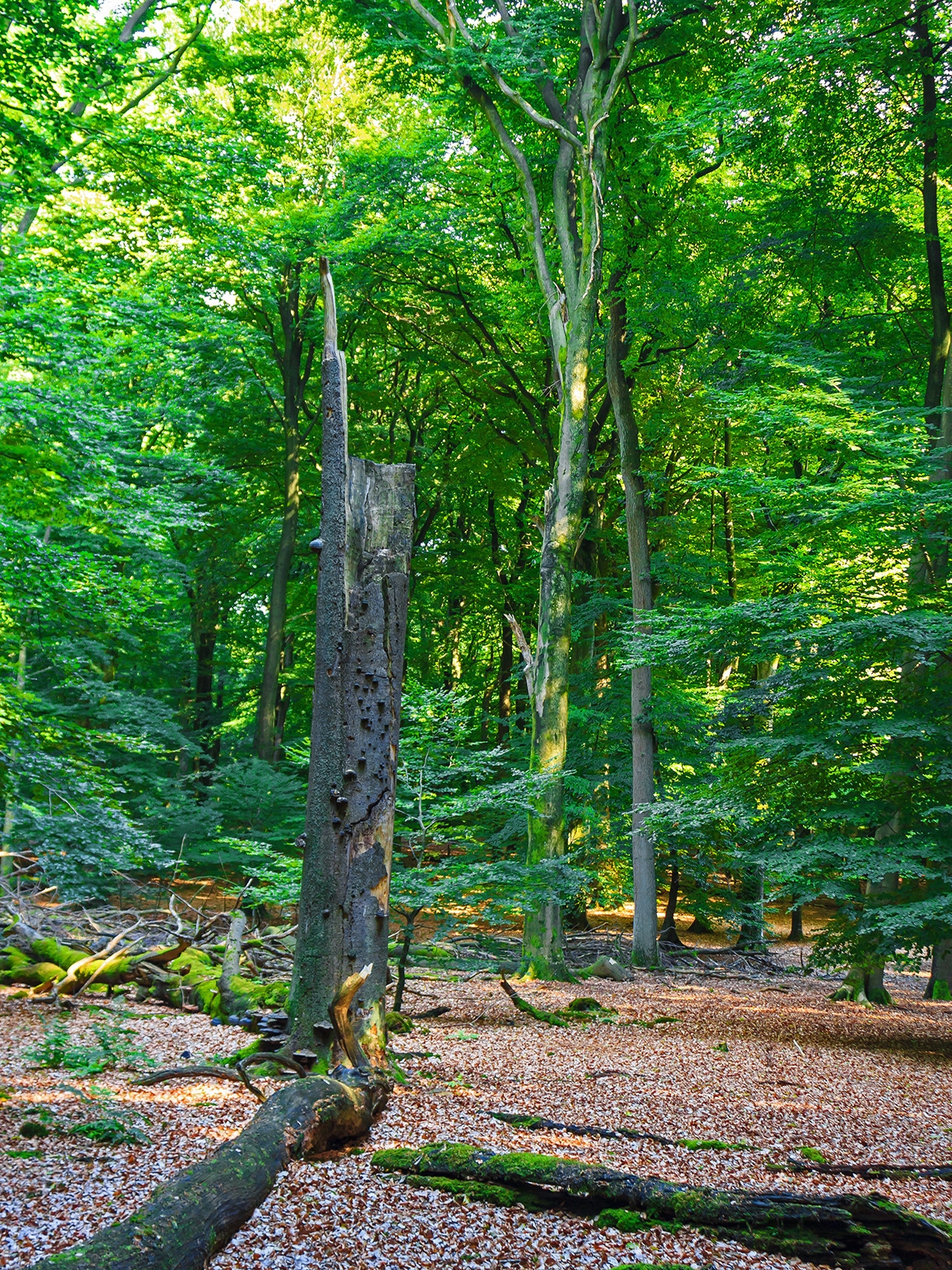 Hochstubben einer Buche mit Zunderschwamm