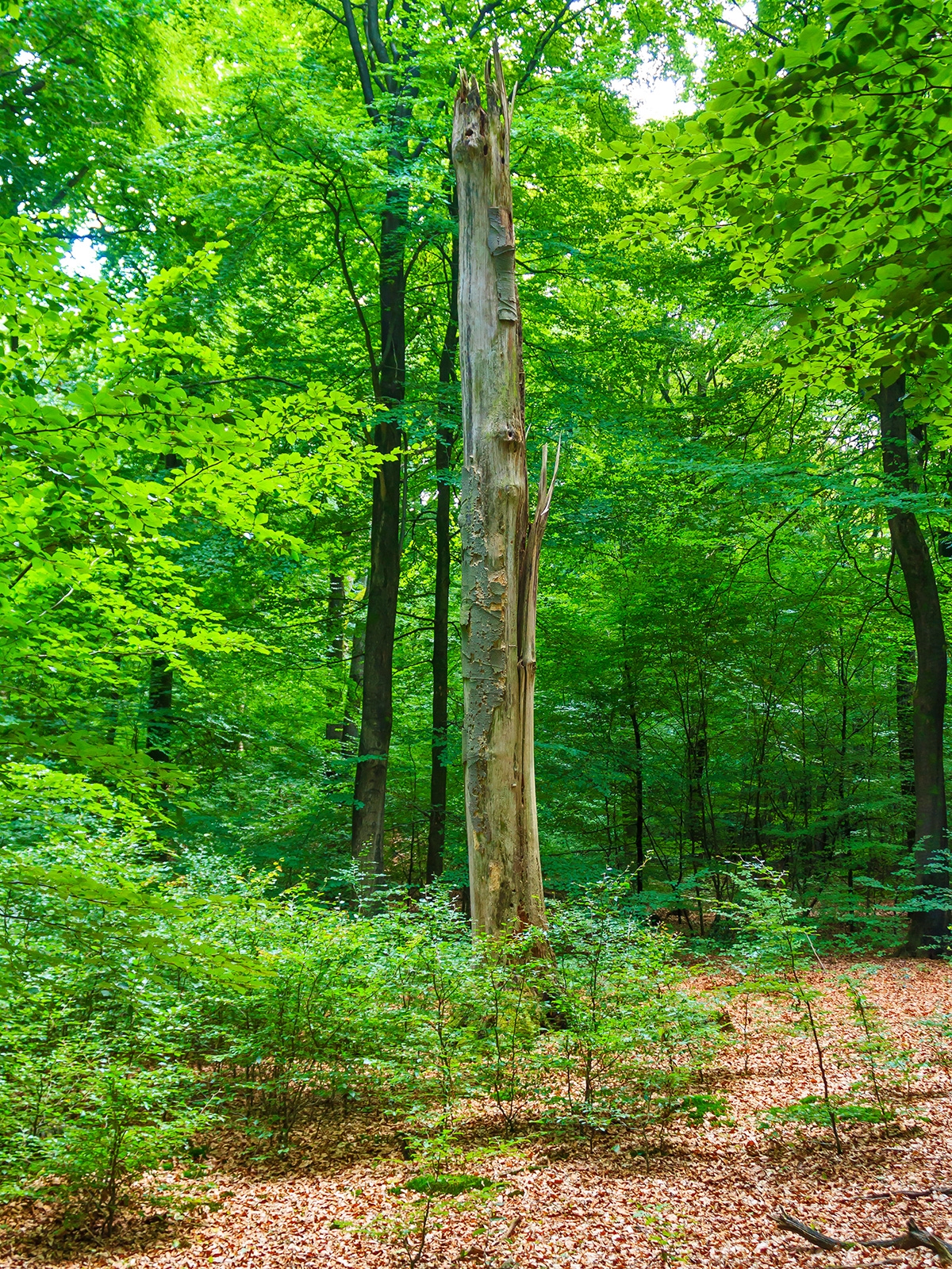 abgebrochener Buchenstamm umgeben von Jungbuchen