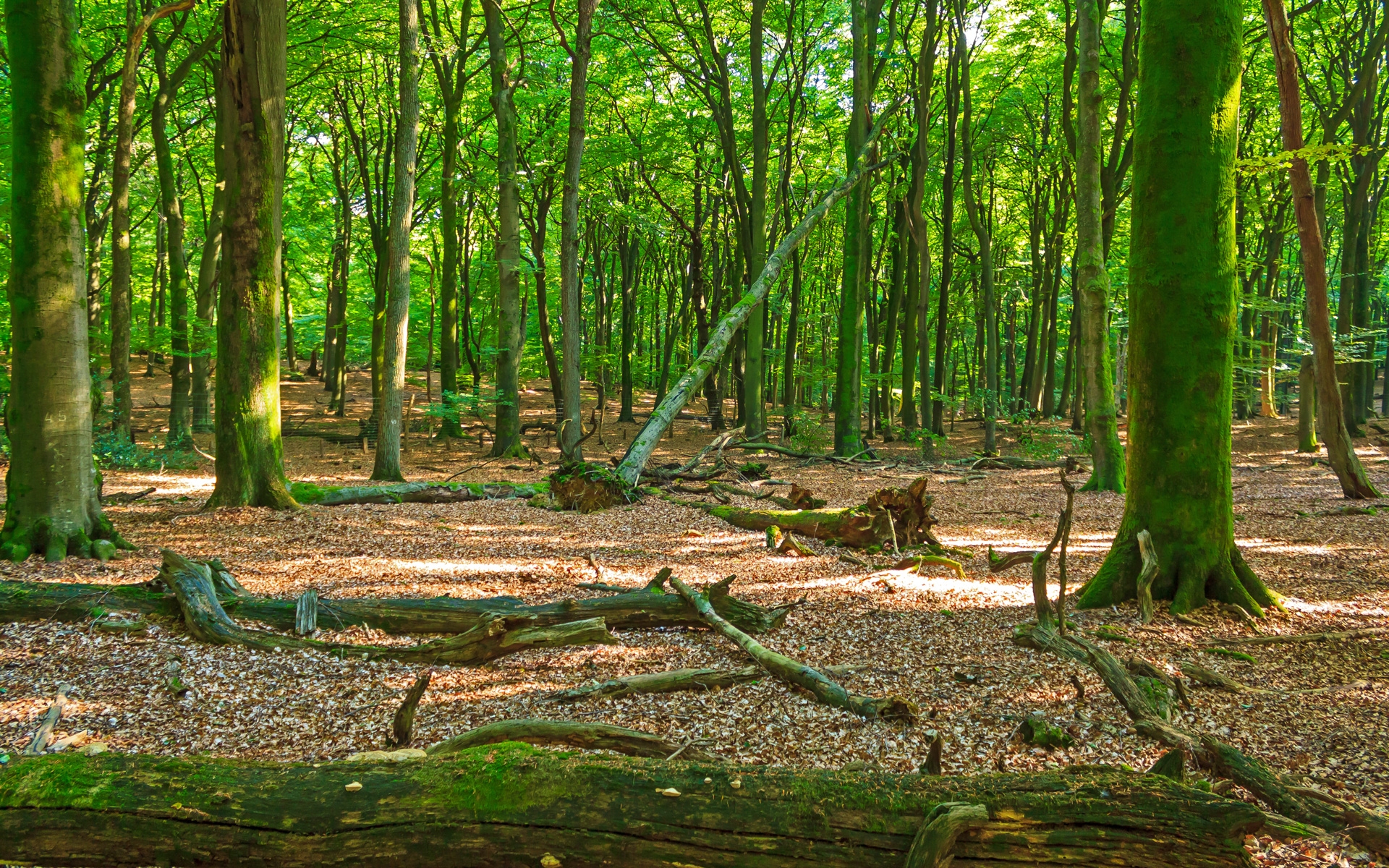 verjüngungsfreie Zone
