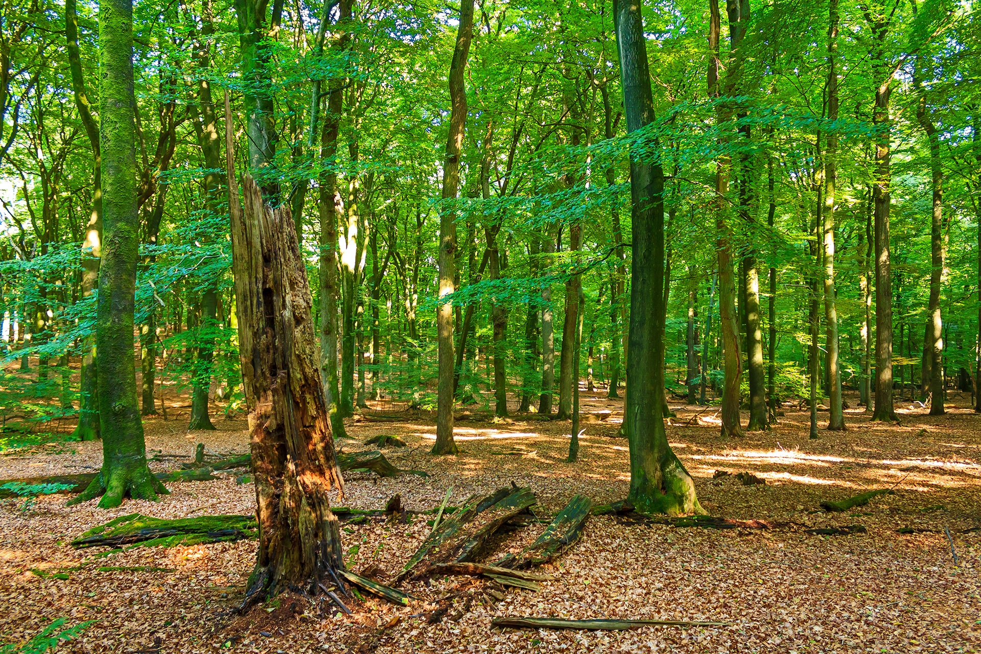 unnatürlich leerer Waldboden ohne Verjüngung