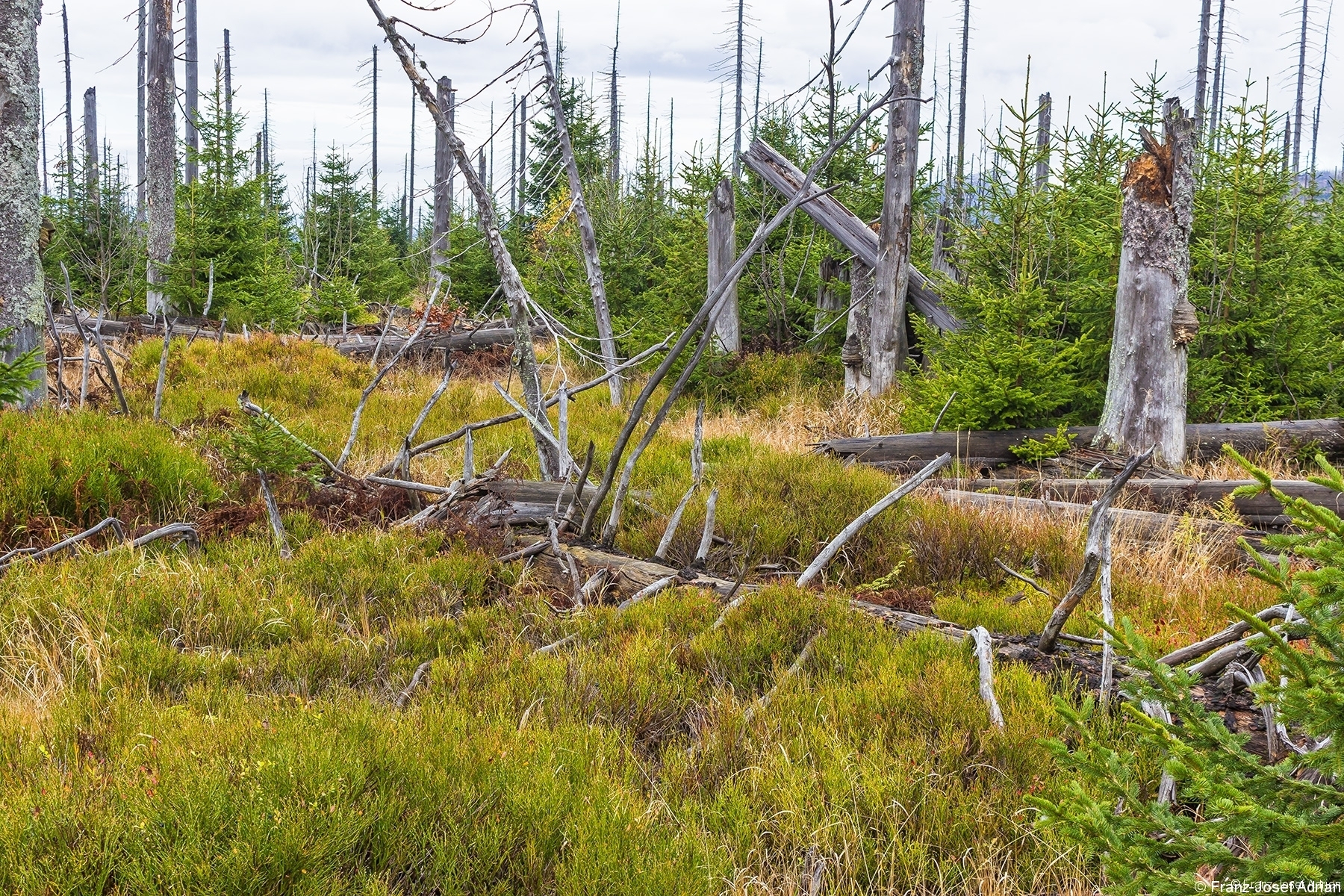 junger Urwald am Südhang des Lusen