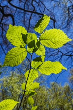 Blätter der Bergulme