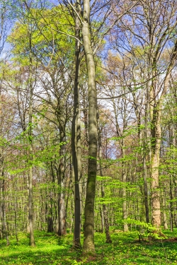 Altbuchen