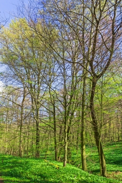 Altbuchen