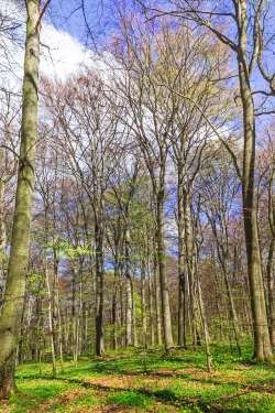 Altbuchen