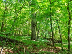 in der Mitte Buche mit einem BHD > 80 cm