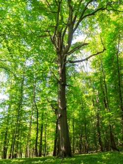 Buchengigant