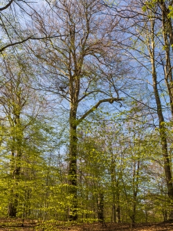 Über 300 Jahre alte Buchen
