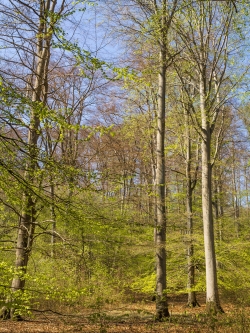 Buchen, die ihre natürliche Altersgrenze erreichen dürfen
