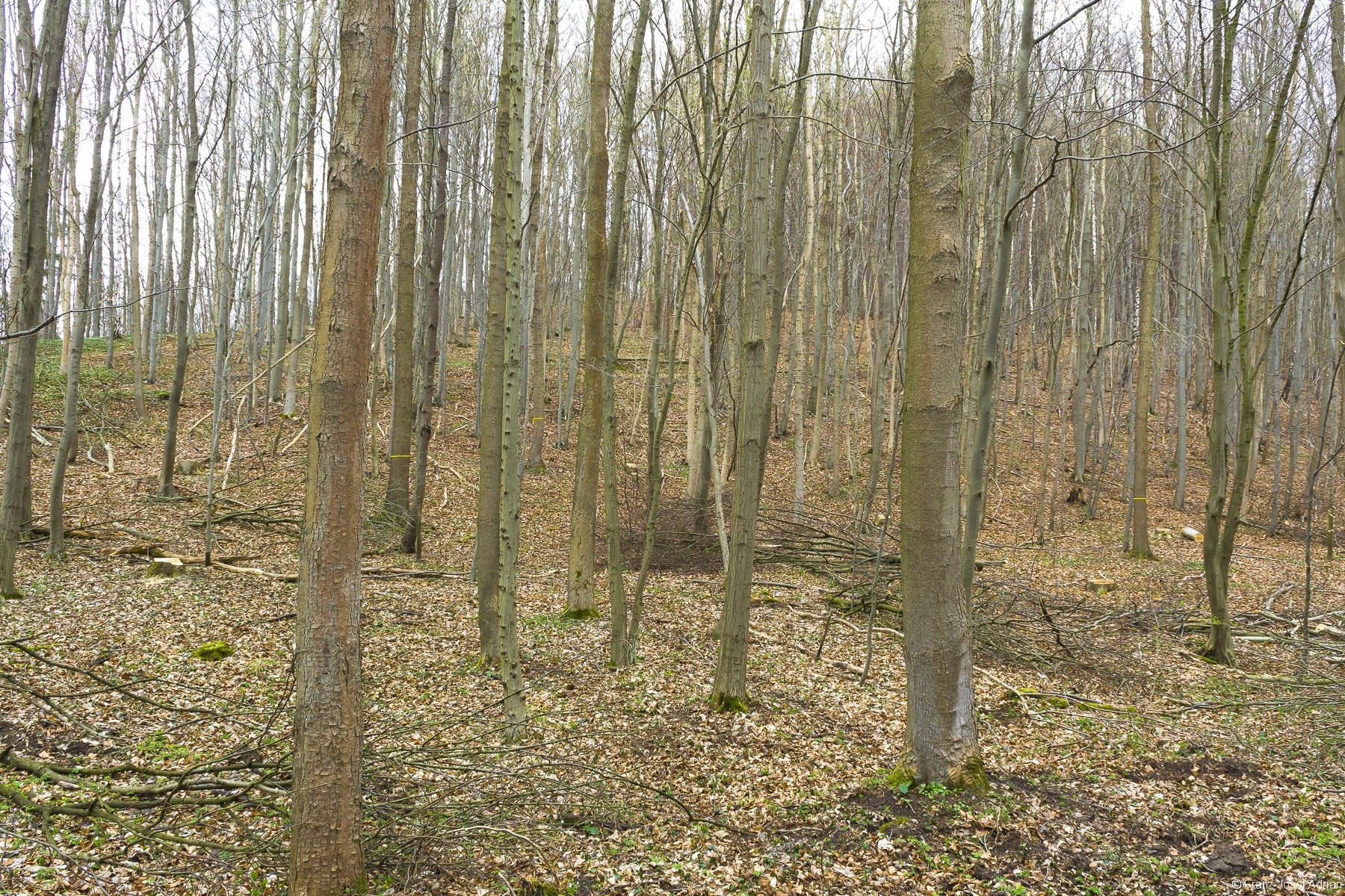 durchforsteter Buchenbestand mit Edellaubarten im Seckbornsgrund