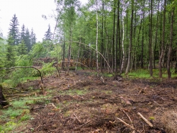angepflanzte Birken wurden umgeknickt und entwurzelt