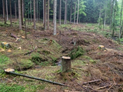 Astabfälle bedecken den kahlgeschlagenen Auenboden