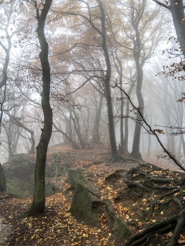 Habichtswand_05