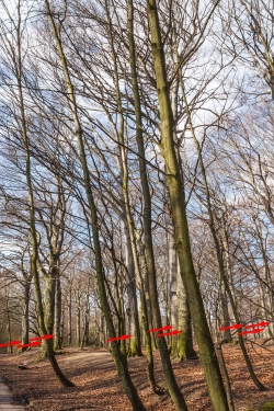 zum Fällen markierte Buchen