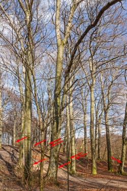 zum Fällen markierte Buchen