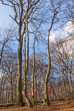 zum Fällen markierte Buchen