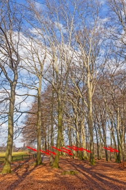 zum Fällen markierte Buchen