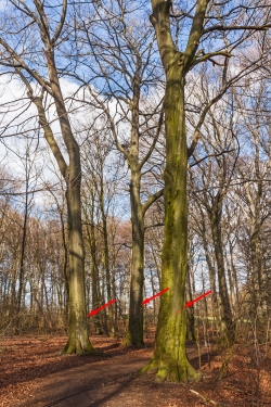 zum Fällen markierte Buchen