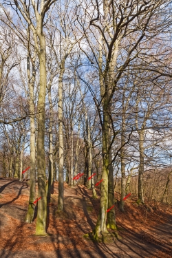 zum Fällen markierte Buchen