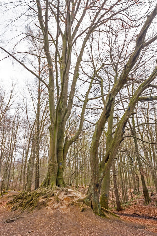"Altholzinsel" mit 3 Habitatbäumen
