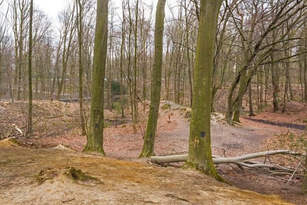 im Vordergrund: 3 Habitatbäume auf degradiertem Boden